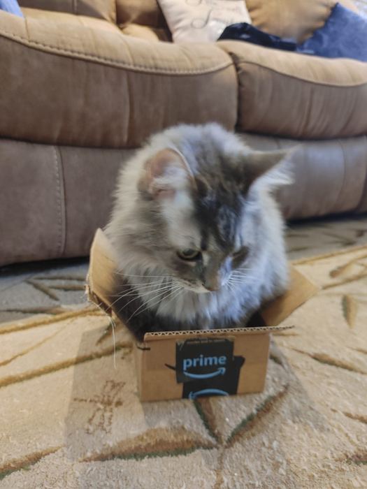 Fluffy cat squeezing into a tiny Amazon box