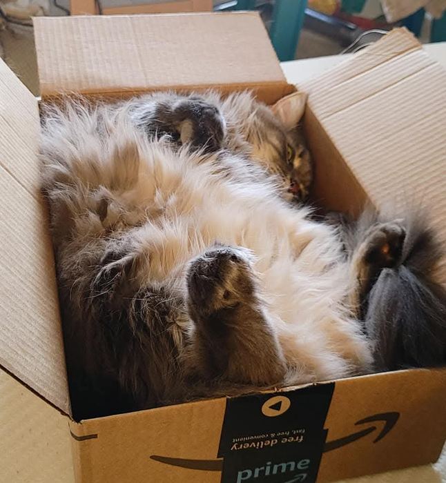Cat lying belly-up in a box — the classic belly trap in action