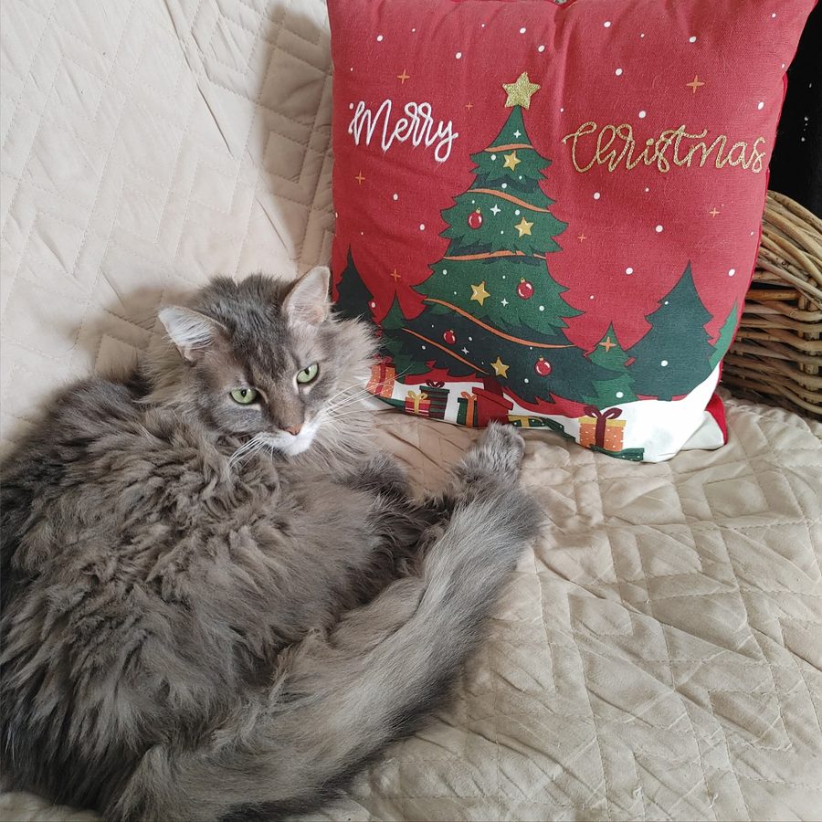 Kit at Christmas — relaxed on a quilted blanket, green eyes glowing