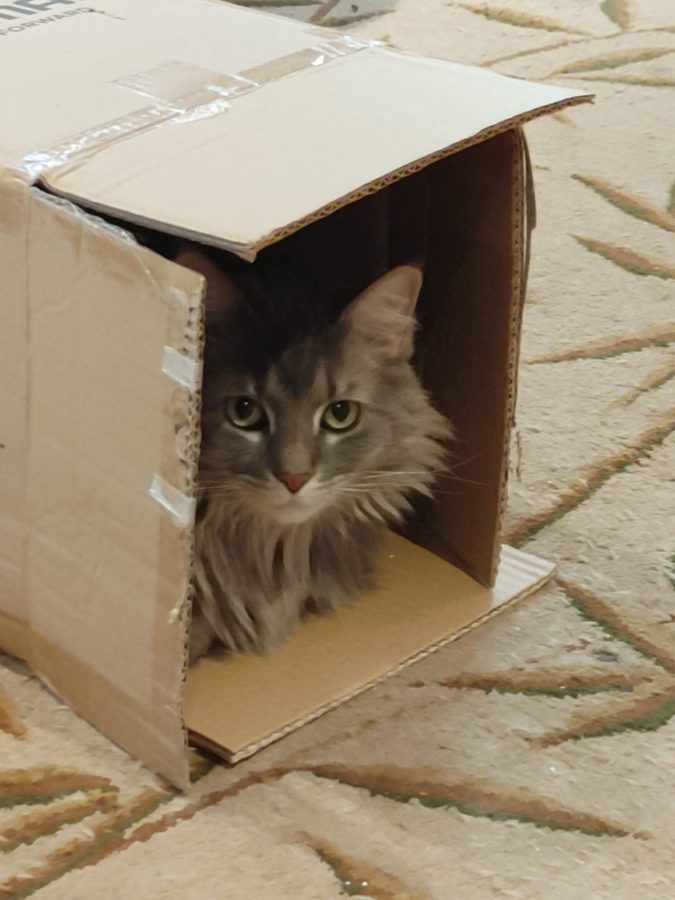 Kit — Lynne's Maine Coon mix — peering out of a cardboard box with those vivid green eyes