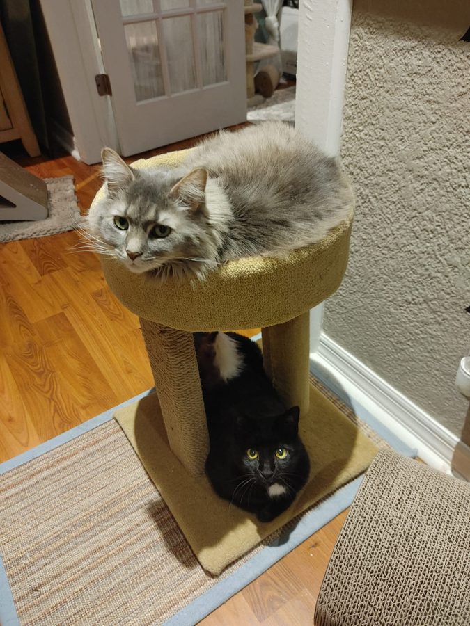 Kit and Midnight sharing the cat tree — Kit on top, Midnight below