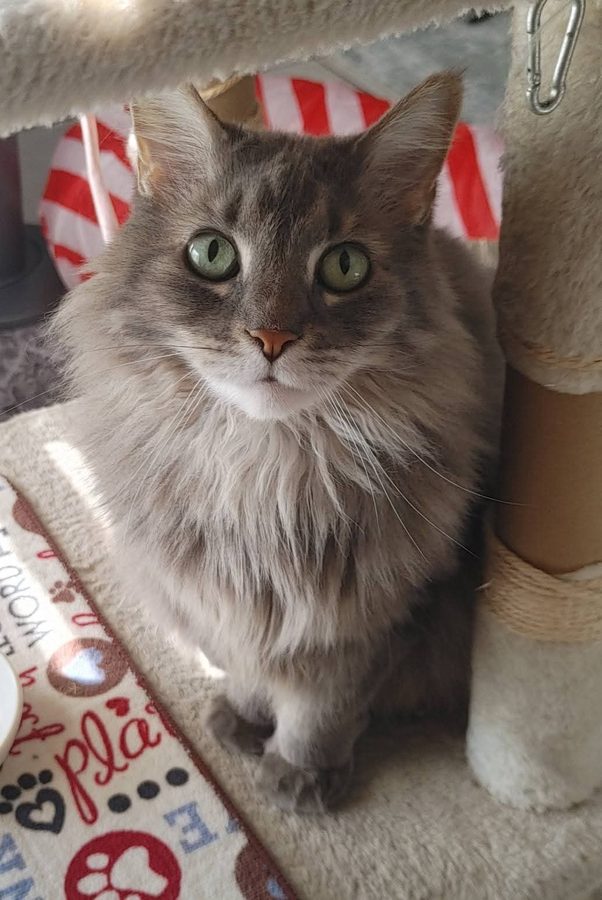 Kit