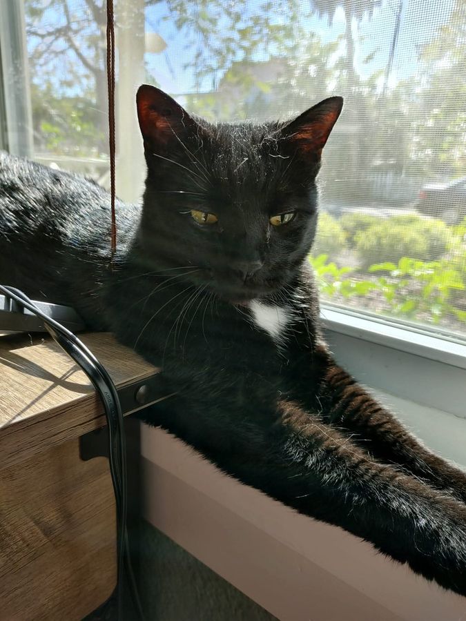 Midnight — Lynne's beloved black cat basking in the sun on his favorite windowsill