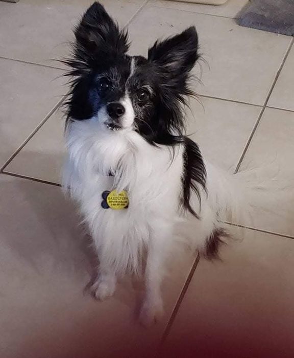 Oreo — a beloved black and white Papillon dog, honored in The Cat Whisperer memorial garden Tampa